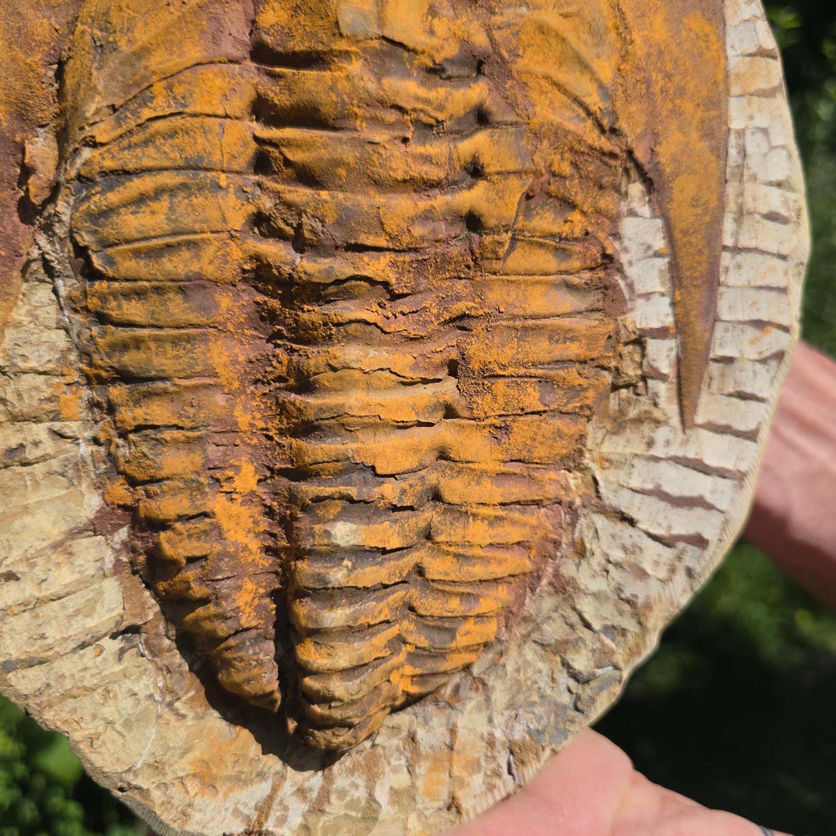 Echter Trilobit Fossil auf Matrix – Naturfund aus Marokko - handpräpariert - 27x21cm - Nr. 24
