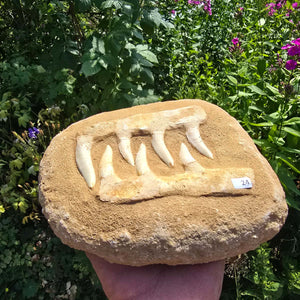 Mosasaurier Kiefer mit originalen Zähnen (Präpariert) – Fossil aus Marokko - 19x17cm - Nr. 24