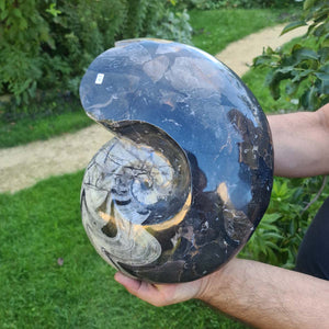 Ammonit - Echtes versteinertes Fossil - 100 Millionen Jahre alt - 30x25 cm - NR. 63