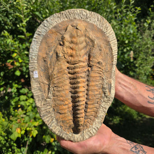 Echter Trilobit Fossil auf Matrix – Naturfund aus Marokko - handpräpariert - 28x19cm - Nr. 25
