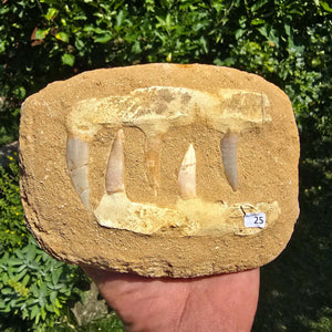 Mosasaurier Kiefer mit originalen Zähnen (Präpariert) – Fossil aus Marokko - 16x13cm - Nr. 25