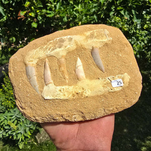 Mosasaurier Kiefer mit originalen Zähnen (Präpariert) – Fossil aus Marokko - 16x13cm - Nr. 25