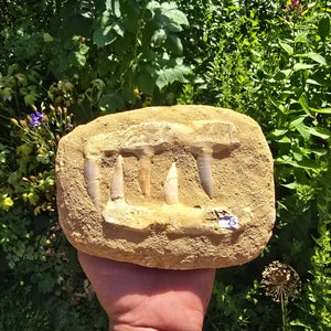 Mosasaurier Kiefer mit originalen Zähnen (Präpariert) – Fossil aus Marokko - 16x13cm - Nr. 25