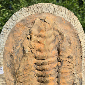 Echter Trilobit Fossil auf Matrix – Naturfund aus Marokko - handpräpariert - 28x19cm - Nr. 25