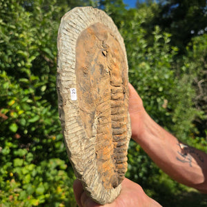 Echter Trilobit Fossil auf Matrix – Naturfund aus Marokko - handpräpariert - 28x19cm - Nr. 25