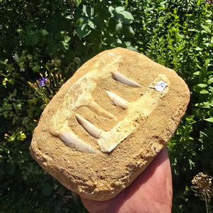 Mosasaurier Kiefer mit originalen Zähnen (Präpariert) – Fossil aus Marokko - 16x13cm - Nr. 25