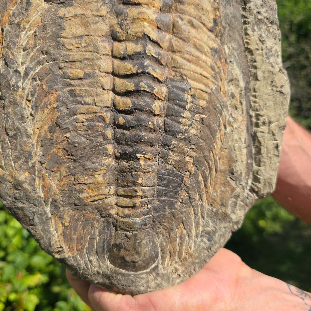 Echter Trilobit Fossil auf Matrix – Naturfund aus Marokko - handpräpariert - 29x21cm - Nr. 26