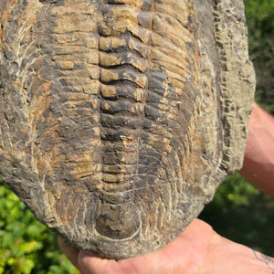 Echter Trilobit Fossil auf Matrix – Naturfund aus Marokko - handpräpariert - 29x21cm - Nr. 26