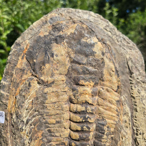 Echter Trilobit Fossil auf Matrix – Naturfund aus Marokko - handpräpariert - 29x21cm - Nr. 26