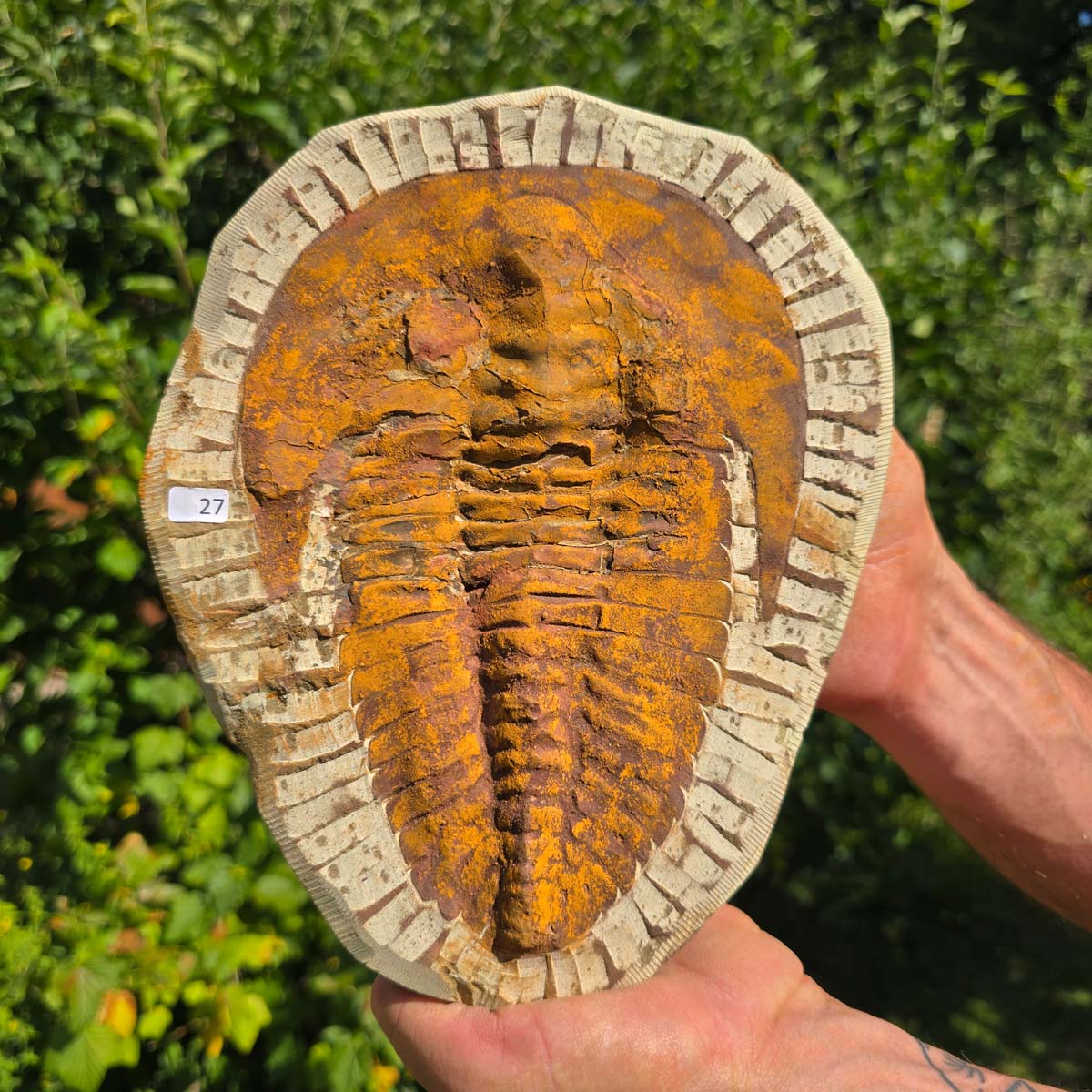 Echter Trilobit Fossil auf Matrix – Naturfund aus Marokko - handpräpariert - 24x15cm - Nr. 27