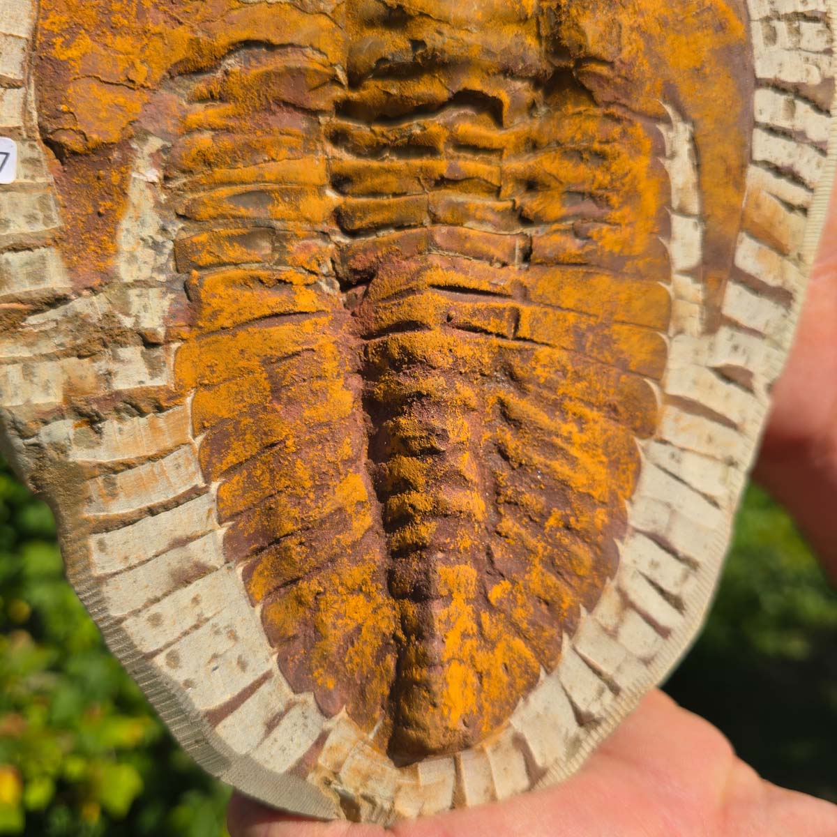 Echter Trilobit Fossil auf Matrix – Naturfund aus Marokko - handpräpariert - 24x15cm - Nr. 27