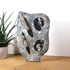 Ammonit - Versteinertes echtes Fossil mit Natursteinsockel, 40 x 25 cm - Nr. 27