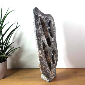 Ammonit - Versteinertes echtes Fossil mit Natursteinsockel, 40 x 25 cm - Nr. 27