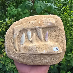 Mosasaurier Kiefer mit originalen Zähnen (Präpariert) – Fossil aus Marokko - 17x13cm - Nr. 27