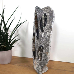Ammonit - Versteinertes echtes Fossil mit Natursteinsockel, 40 x 25 cm - Nr. 27