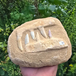 Mosasaurier Kiefer mit originalen Zähnen (Präpariert) – Fossil aus Marokko - 17x13cm - Nr. 27