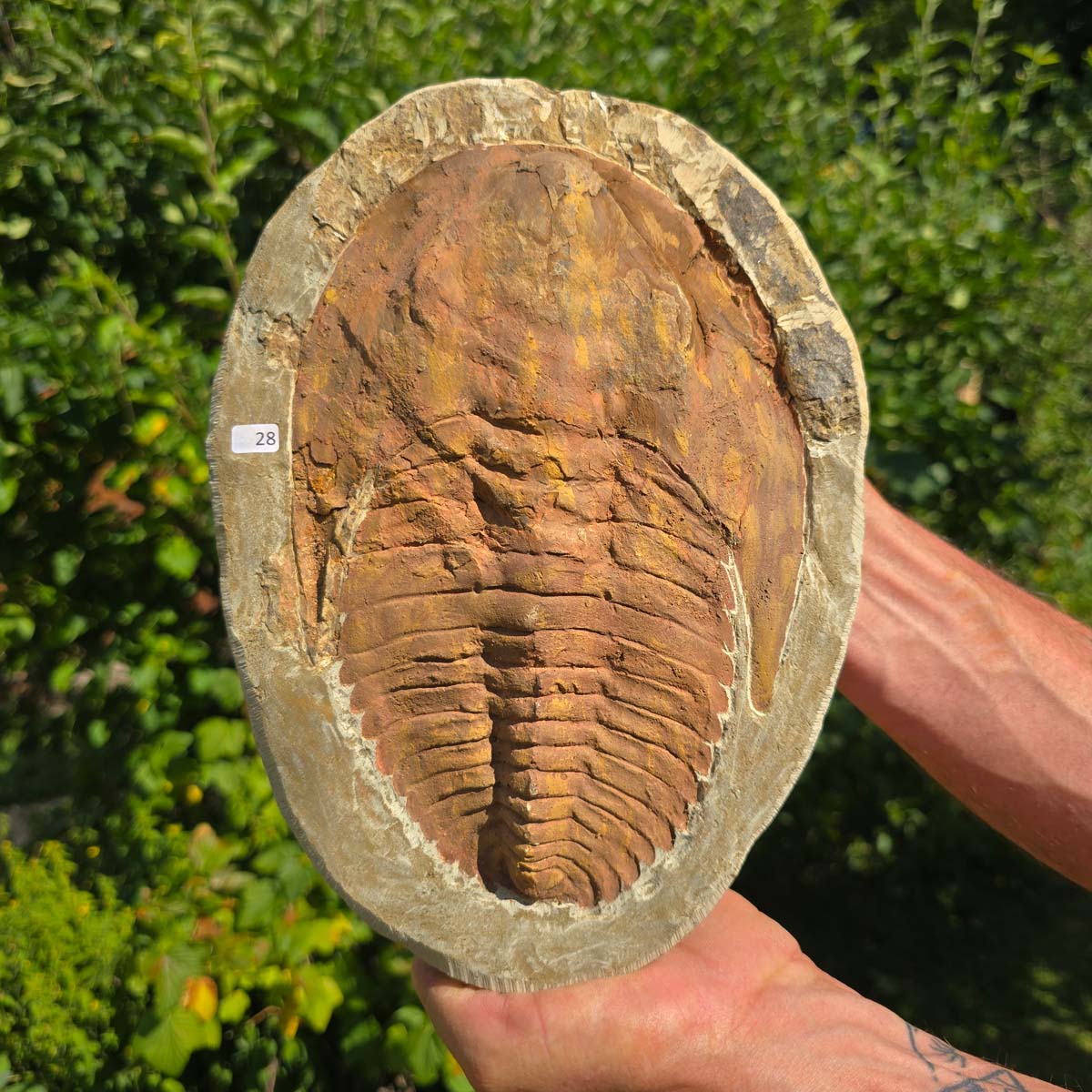 Echter Trilobit Fossil auf Matrix – Naturfund aus Marokko - handpräpariert - 27x19cm - Nr. 28