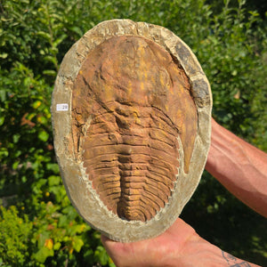 Echter Trilobit Fossil auf Matrix – Naturfund aus Marokko - handpräpariert - 27x19cm - Nr. 28
