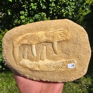 Mosasaurier Kiefer mit originalen Zähnen (Präpariert) – Fossil aus Marokko - 18x13cm - Nr. 28