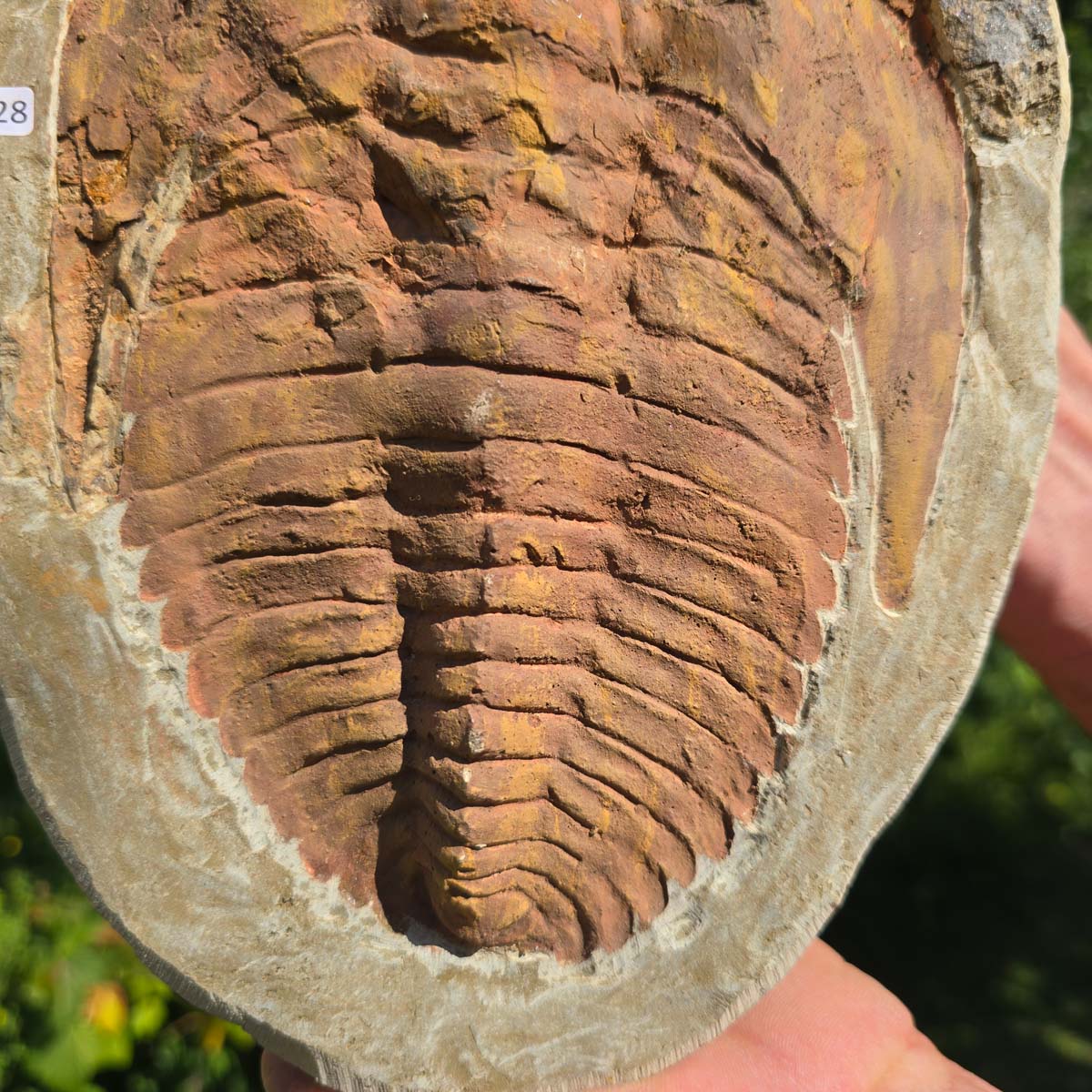 Echter Trilobit Fossil auf Matrix – Naturfund aus Marokko - handpräpariert - 27x19cm - Nr. 28