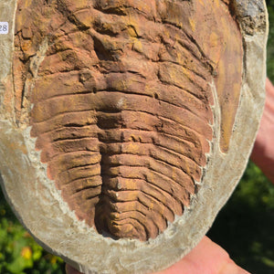 Echter Trilobit Fossil auf Matrix – Naturfund aus Marokko - handpräpariert - 27x19cm - Nr. 28