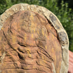 Echter Trilobit Fossil auf Matrix – Naturfund aus Marokko - handpräpariert - 27x19cm - Nr. 28