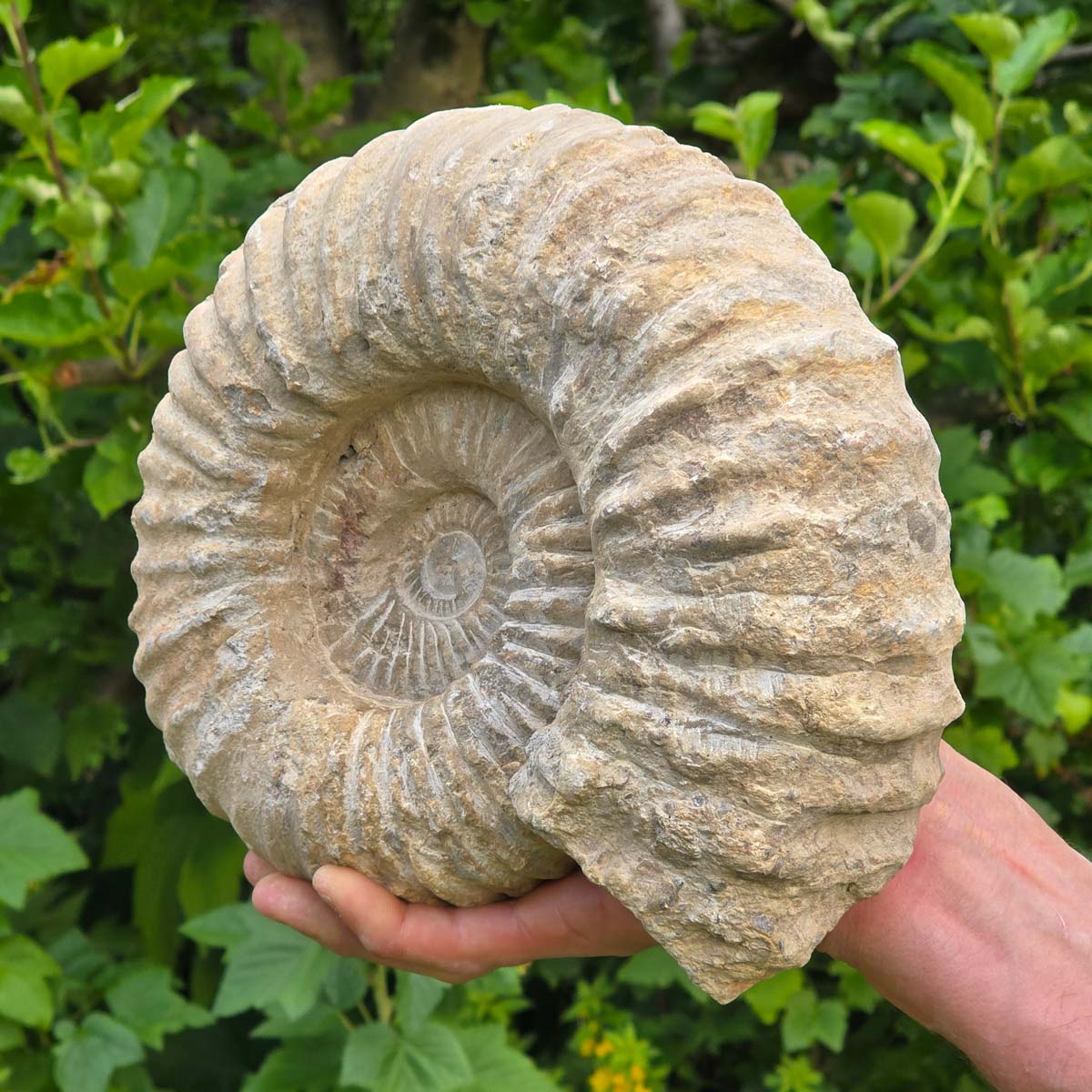 Ammonit - Echtes versteinertes Fossil - 100 Millionen Jahre alt - 24x20x10 cm - NR. 28