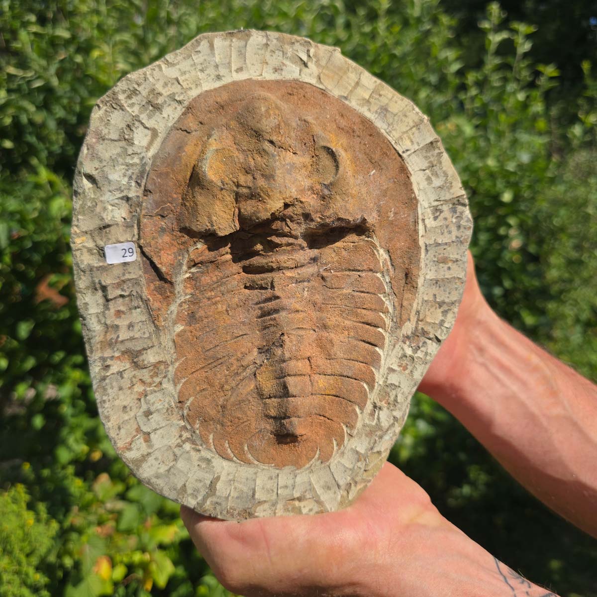 Echter Trilobit Fossil auf Matrix – Naturfund aus Marokko - handpräpariert - 23x19cm - Nr. 29