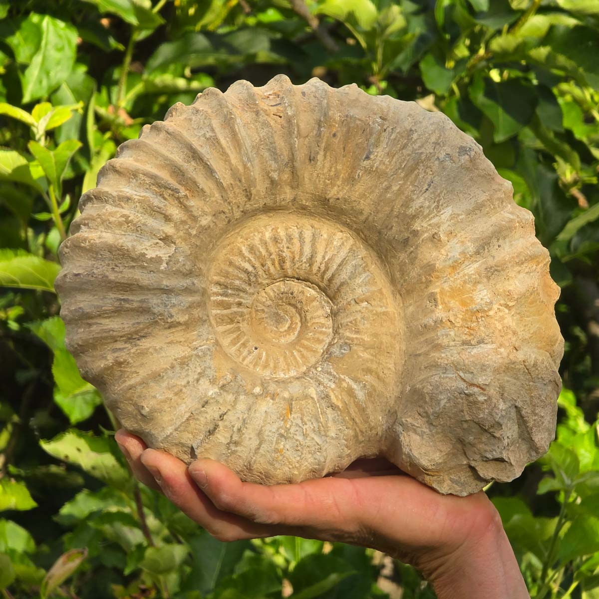 Ammonit - Echtes versteinertes Fossil - 100 Millionen Jahre alt - 24x20x10 cm - NR. 29