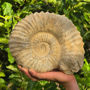 Ammonit - Echtes versteinertes Fossil - 100 Millionen Jahre alt - 24x20x10 cm - NR. 29