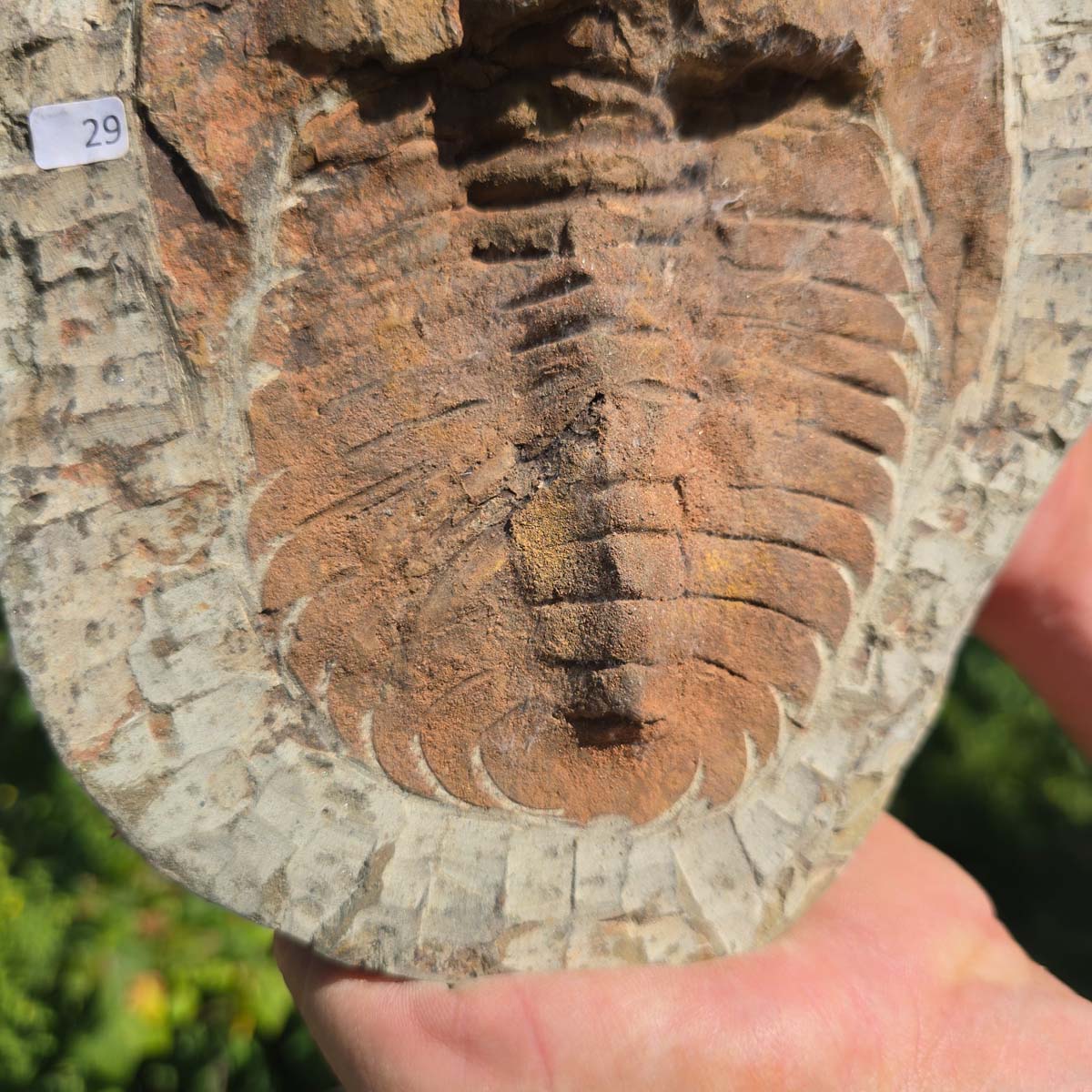 Echter Trilobit Fossil auf Matrix – Naturfund aus Marokko - handpräpariert - 23x19cm - Nr. 29