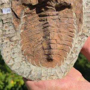 Echter Trilobit Fossil auf Matrix – Naturfund aus Marokko - handpräpariert - 23x19cm - Nr. 29