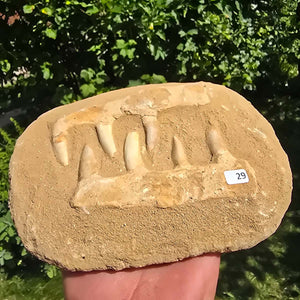 Mosasaurier Kiefer mit originalen Zähnen (Präpariert) – Fossil aus Marokko - 18x13cm - Nr. 29