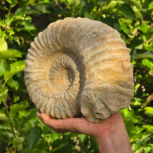 Ammonit - Echtes versteinertes Fossil - 100 Millionen Jahre alt - 24x20x10 cm - NR. 29