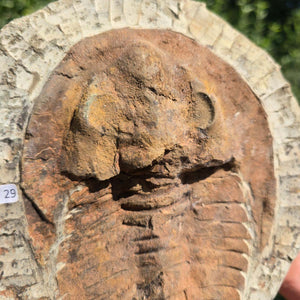 Echter Trilobit Fossil auf Matrix – Naturfund aus Marokko - handpräpariert - 23x19cm - Nr. 29