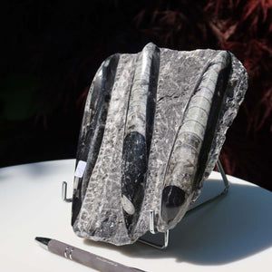 Orthoceras Fossil – 16x14cm geschliffene Platte aus Marokko - Nr. 29