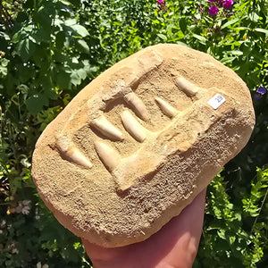 Mosasaurier Kiefer mit originalen Zähnen (Präpariert) – Fossil aus Marokko - 18x13cm - Nr. 29