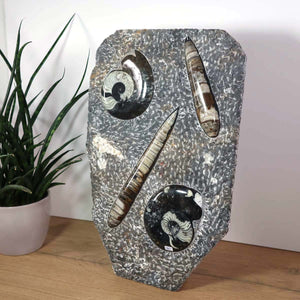 Ammonit - Versteinertes echtes Fossil mit Natursteinsockel, 40 x 26 cm - Nr. 2