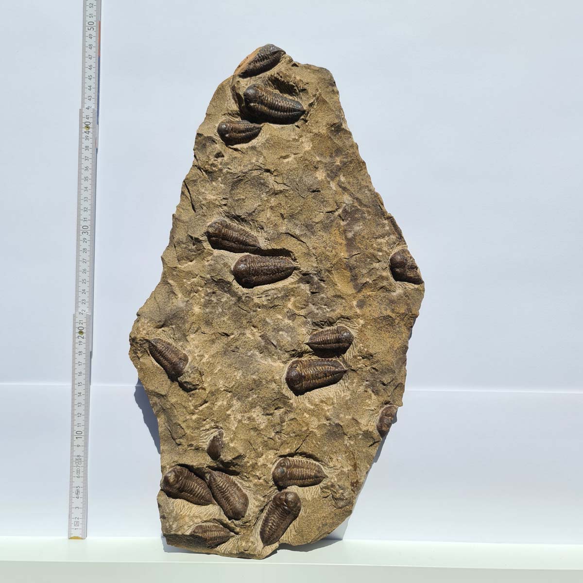 Echter Trilobit Fossil auf Matrix – Naturfund aus Marokko - handpräpariert - 47x26cm - Nr. 2