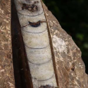 Orthoceras Fossil – 18x10cm geschliffene Platte aus Marokko - Nr. 2