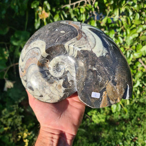 Ammonit - Echtes versteinertes Fossil - 100 Millionen Jahre alt - 23x18 cm - NR. 41