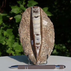Orthoceras Fossil – 18x10cm geschliffene Platte aus Marokko - Nr. 2
