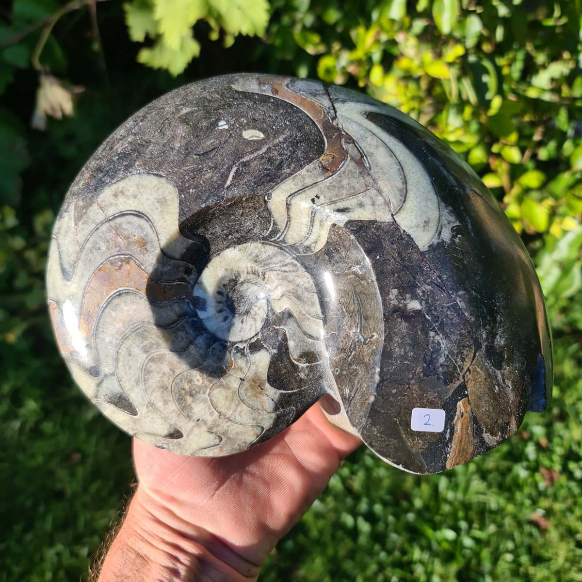 Ammonit - Echtes versteinertes Fossil - 100 Millionen Jahre alt - 23x18 cm - NR. 41