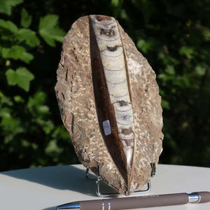 Orthoceras Fossil – 18x10cm geschliffene Platte aus Marokko - Nr. 2