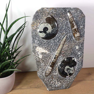 Ammonit - Versteinertes echtes Fossil mit Natursteinsockel, 40 x 26 cm - Nr. 2