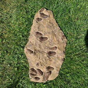 Echter Trilobit Fossil auf Matrix – Naturfund aus Marokko - handpräpariert - 47x26cm - Nr. 2