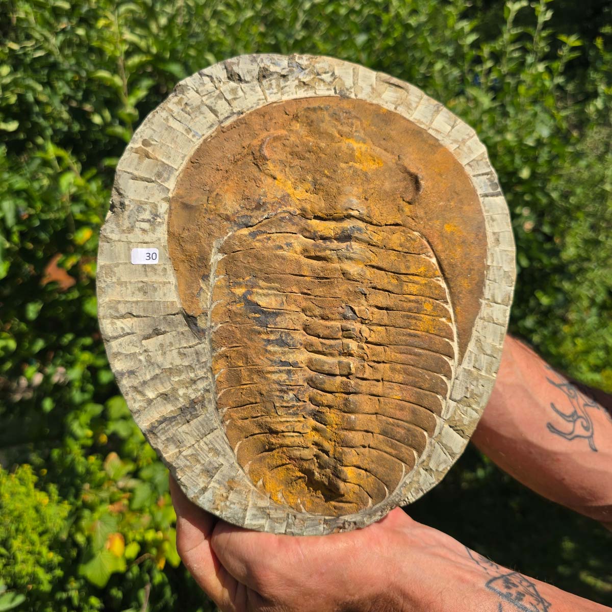 Echter Trilobit Fossil auf Matrix – Naturfund aus Marokko - handpräpariert - 27x22cm - Nr. 30