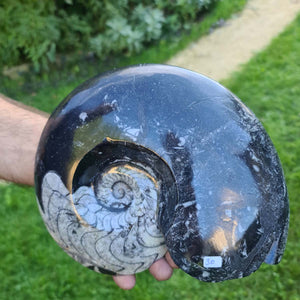 Ammonit - Echtes versteinertes Fossil - 100 Millionen Jahre alt - 22x18 cm - NR. 69