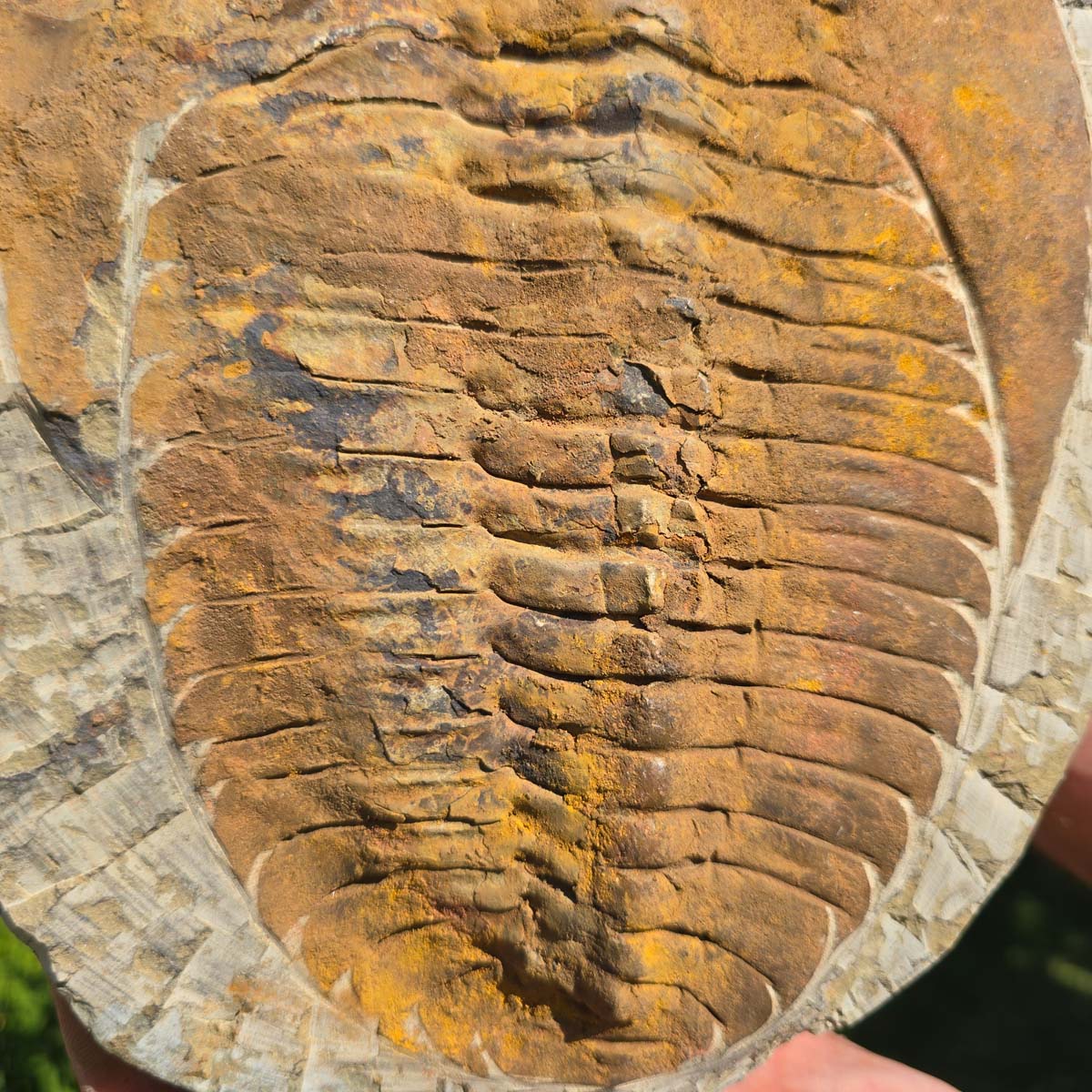 Echter Trilobit Fossil auf Matrix – Naturfund aus Marokko - handpräpariert - 27x22cm - Nr. 30