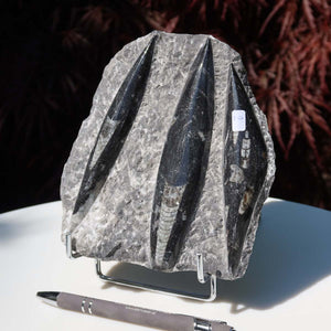 Orthoceras Fossil – 15x15cm geschliffene Platte aus Marokko - Nr. 30
